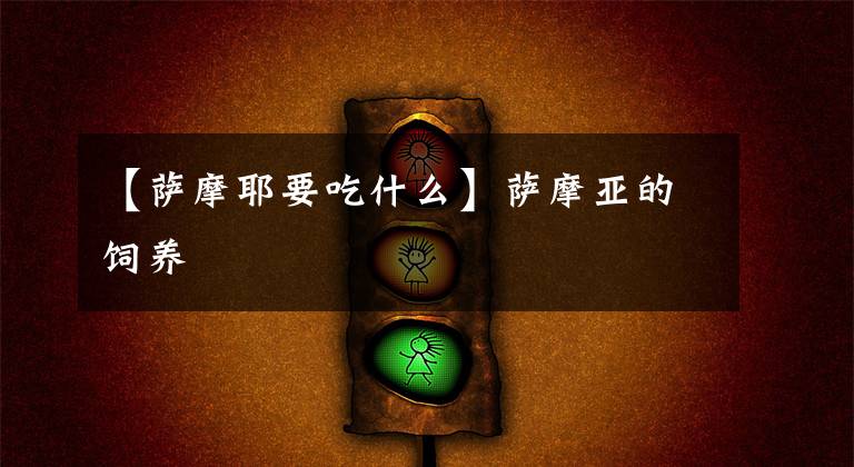 【萨摩耶要吃什么】萨摩亚的饲养