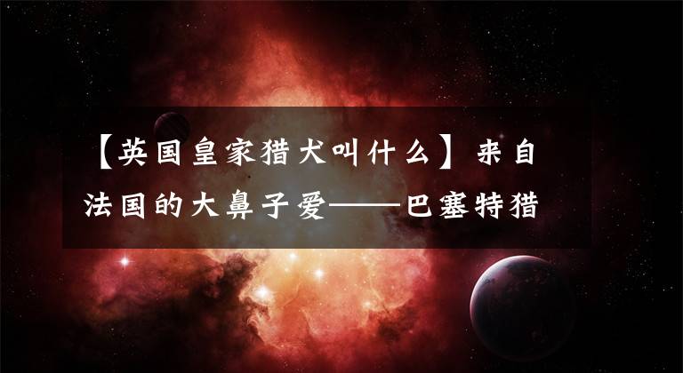 【英国皇家猎犬叫什么】来自法国的大鼻子爱——巴塞特猎犬