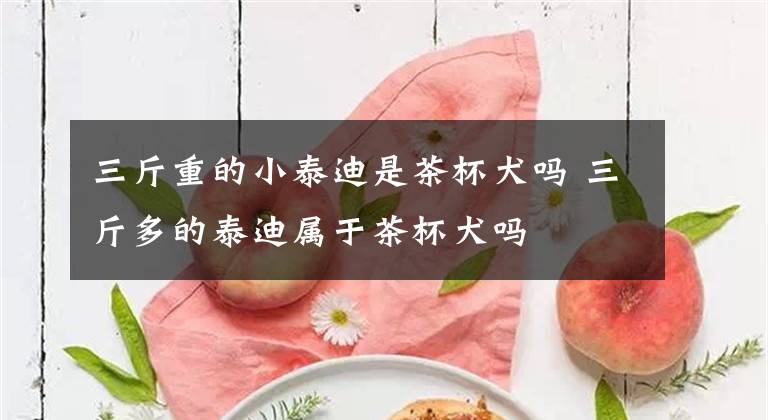 三斤重的小泰迪是茶杯犬吗 三斤多的泰迪属于茶杯犬吗