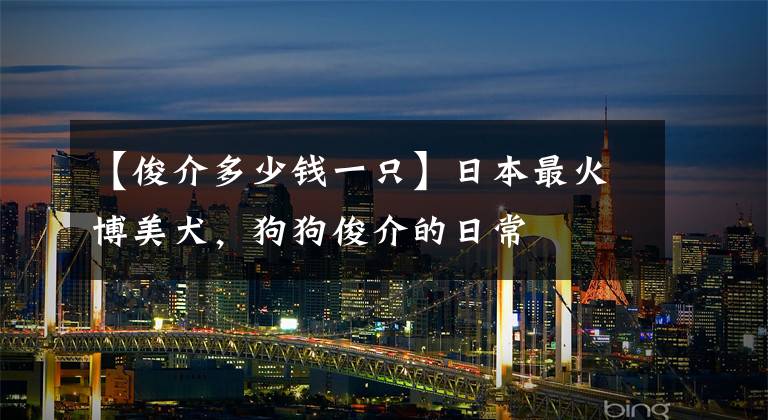 【俊介多少钱一只】日本最火博美犬，狗狗俊介的日常