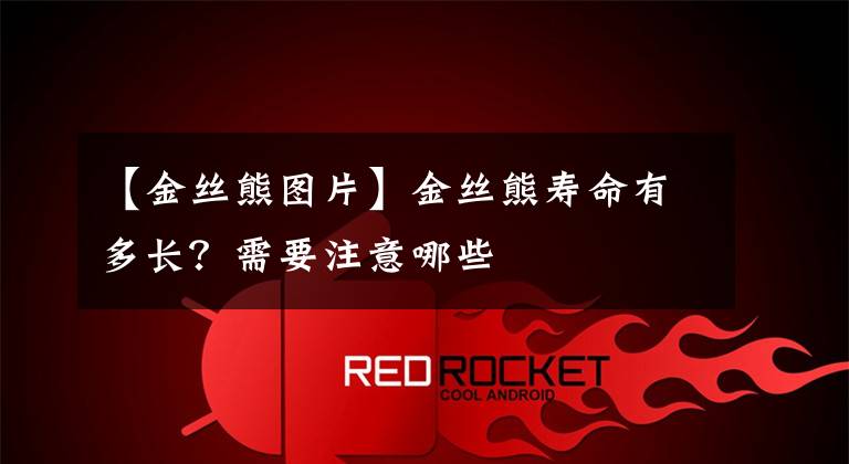 【金丝熊图片】金丝熊寿命有多长?需要注意哪些