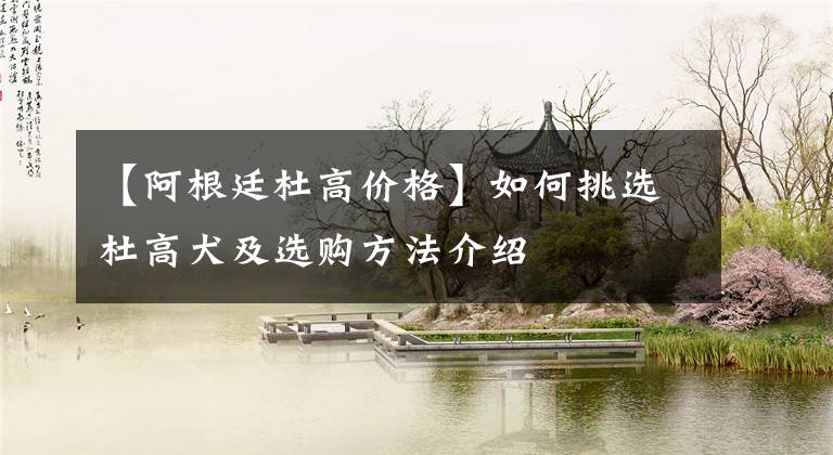【阿根廷杜高价格】如何挑选杜高犬及选购方法介绍