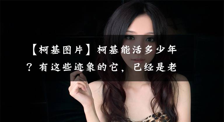 【柯基图片】柯基能活多少年？有这些迹象的它，已经是老年狗了