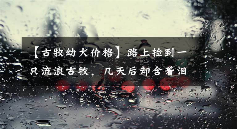 【古牧幼犬价格】路上捡到一只流浪古牧，几天后却含着泪把它送走