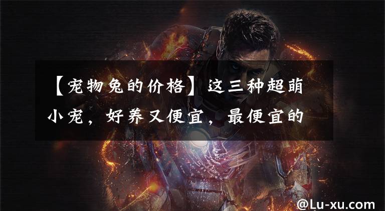 【宠物兔的价格】这三种超萌小宠,好养又便宜,最便宜的才几块钱