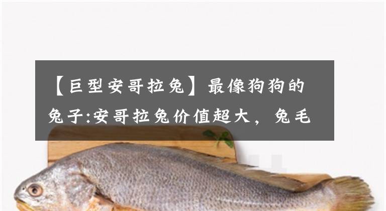 【巨型安哥拉兔】最像狗狗的兔子:安哥拉兔价值超大,兔毛被制造奢侈衣物