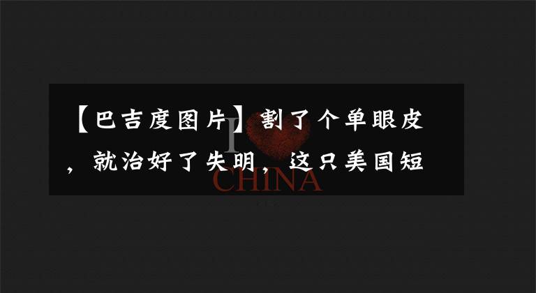 【巴吉度图片】割了个单眼皮,就治好了失明,这只美国短腿猎犬额头褶皱太多
