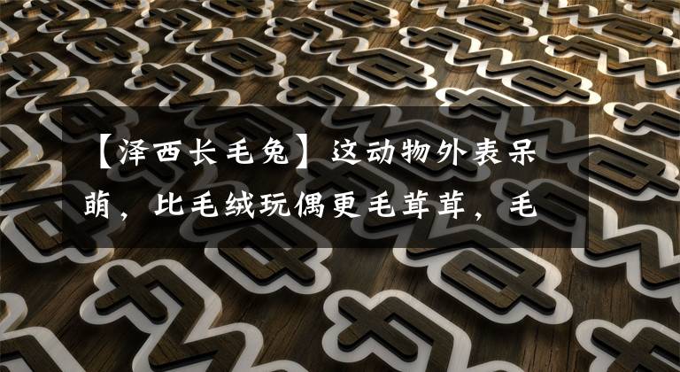 【泽西长毛兔】这动物外表呆萌，比毛绒玩偶更毛茸茸，毛洁白无瑕