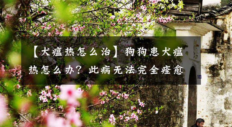 【犬瘟热怎么治】狗狗患犬瘟热怎么办?此病无法完全痊愈,主人可按这3点做好预防