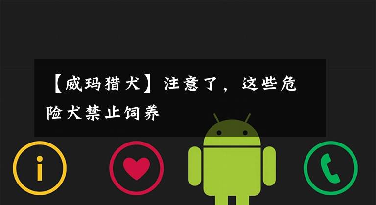 【威玛猎犬】注意了，这些危险犬禁止饲养