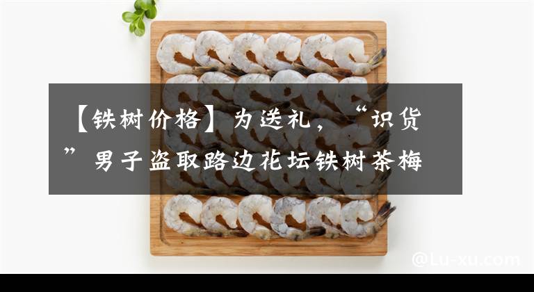 【铁树价格】为送礼,“识货”男子盗取路边花坛铁树茶梅