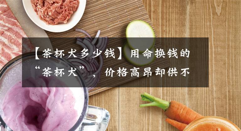 【茶杯犬多少钱】用命换钱的“茶杯犬”,价格高昂却供不应求,为何人们偏爱畸形?