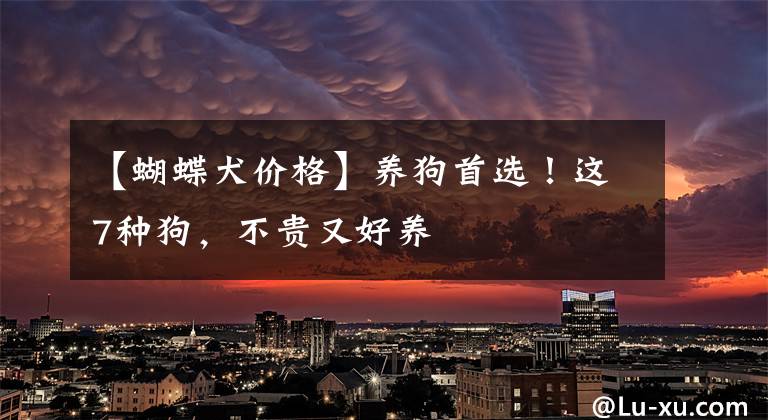 【蝴蝶犬价格】养狗首选！这7种狗，不贵又好养