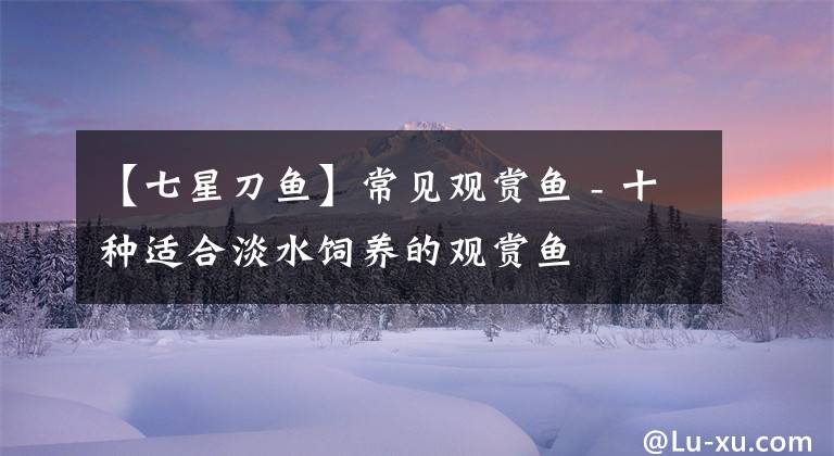 【七星刀鱼】常见观赏鱼 - 十种适合淡水饲养的观赏鱼