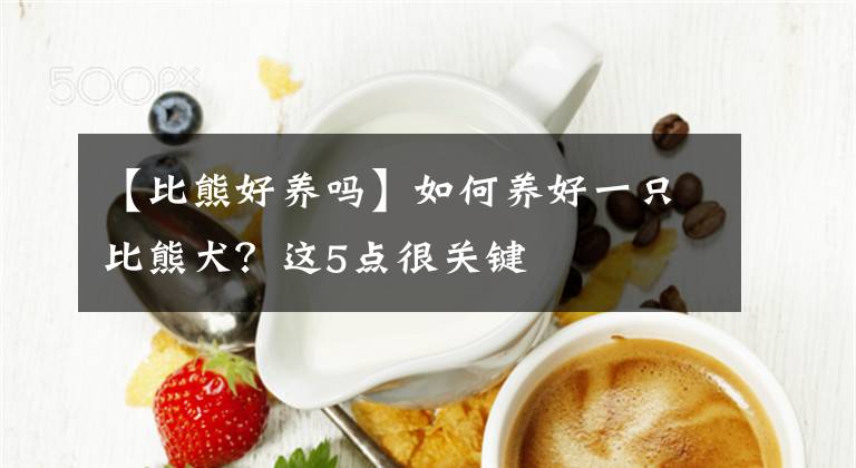 【比熊好养吗】如何养好一只比熊犬?这5点很关键