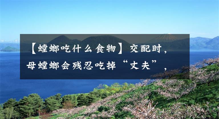 【螳螂吃什么食物】交配时，母螳螂会残忍吃掉“丈夫”，为何雄螳螂不反抗也不逃走？