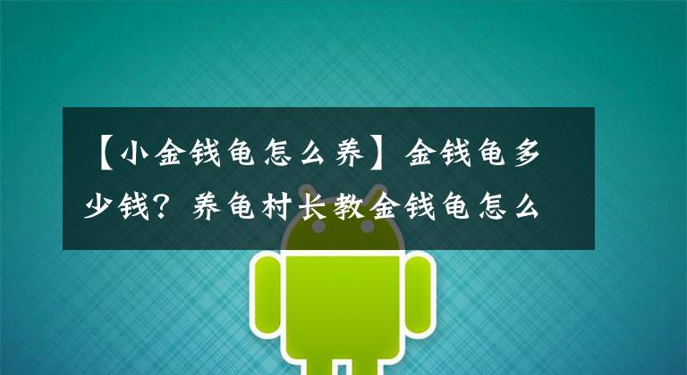 【小金钱龟怎么养】金钱龟多少钱？养龟村长教金钱龟怎么养殖的