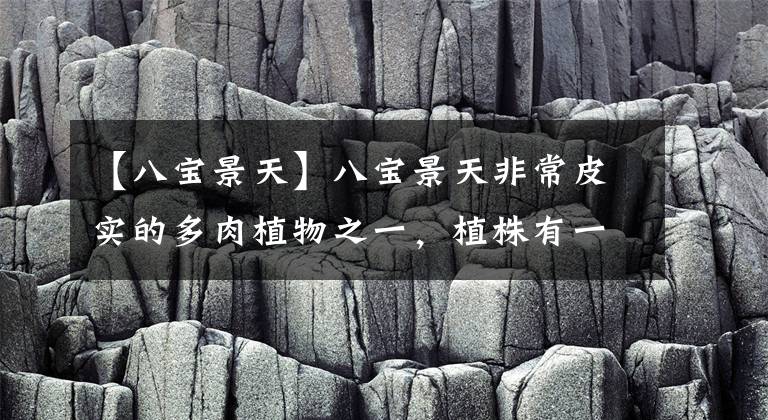 【八宝景天】八宝景天非常皮实的多肉植物之一，植株有一定的欣赏和药用价值