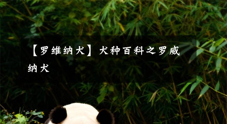 【罗维纳犬】犬种百科之罗威纳犬