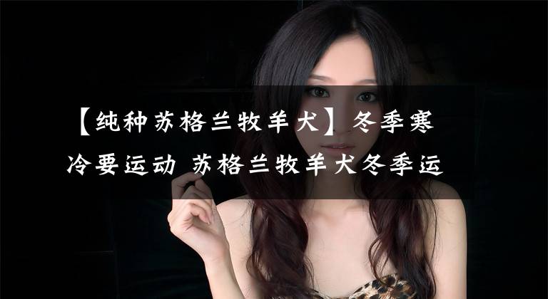 【纯种苏格兰牧羊犬】冬季寒冷要运动 苏格兰牧羊犬冬季运动指南