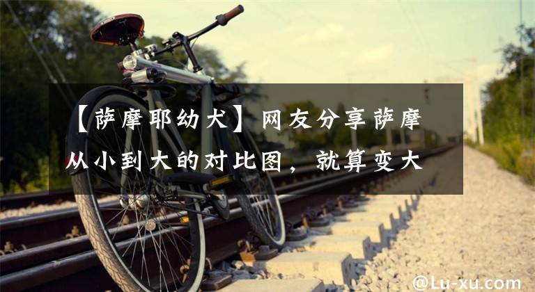 【萨摩耶幼犬】网友分享萨摩从小到大的对比图,就算变大了10倍,也依然是个宝宝