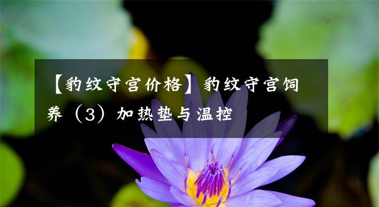 【豹纹守宫价格】豹纹守宫饲养（3）加热垫与温控