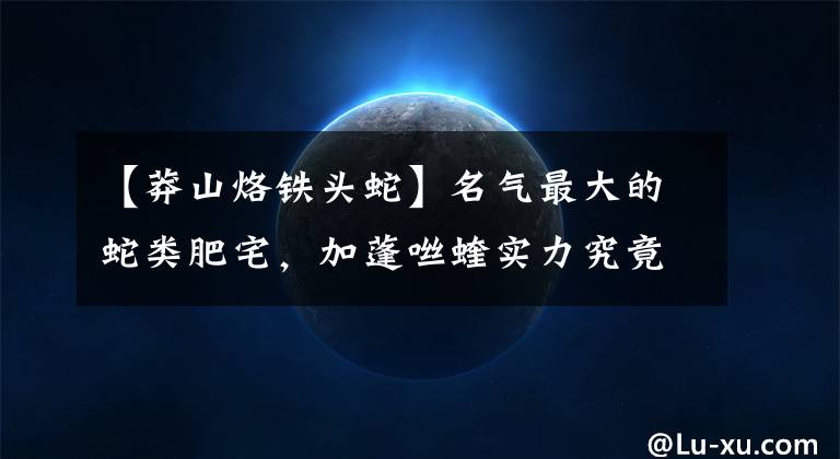 【莽山烙铁头蛇】名气最大的蛇类肥宅，加蓬咝蝰实力究竟如何？能否称作毒蛇霸主？