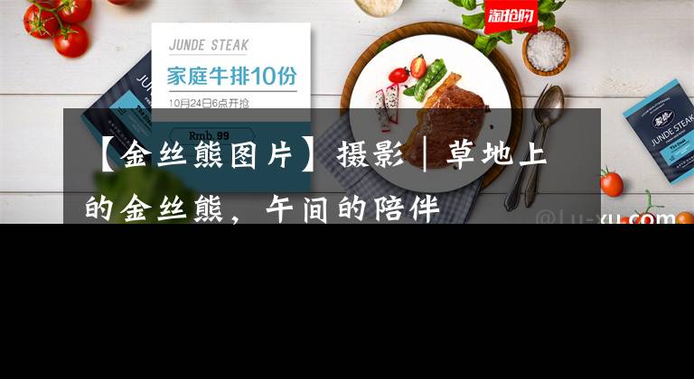 【金丝熊图片】摄影｜草地上的金丝熊，午间的陪伴