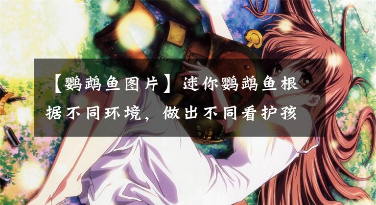 【鹦鹉鱼图片】迷你鹦鹉鱼根据不同环境,做出不同看护孩子行为,这也是本能?