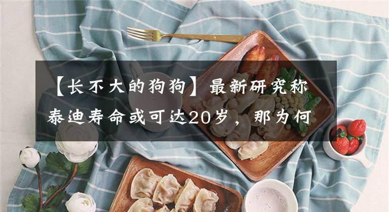 【长不大的狗狗】最新研究称泰迪寿命或可达20岁，那为何大多数泰迪都活不到？