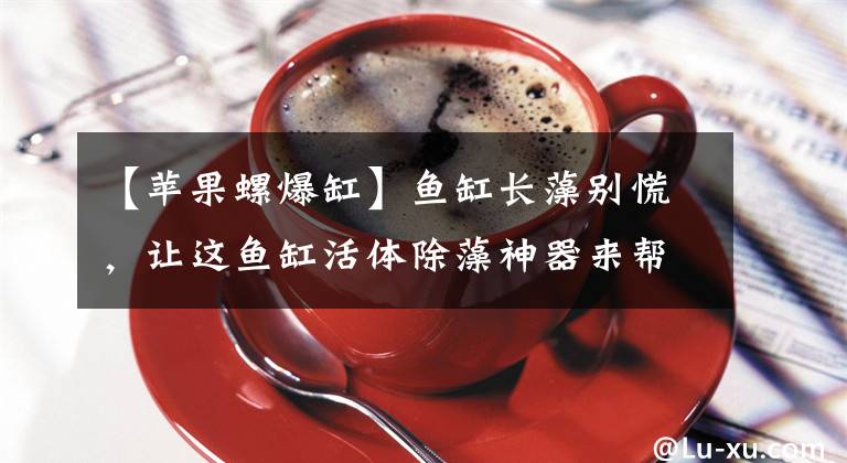 【苹果螺爆缸】鱼缸长藻别慌,让这鱼缸活体除藻神器来帮你,实用性强还能观赏