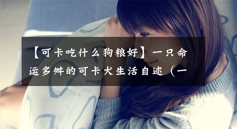 【可卡吃什么狗粮好】一只命运多舛的可卡犬生活自述（一）漂泊的生活