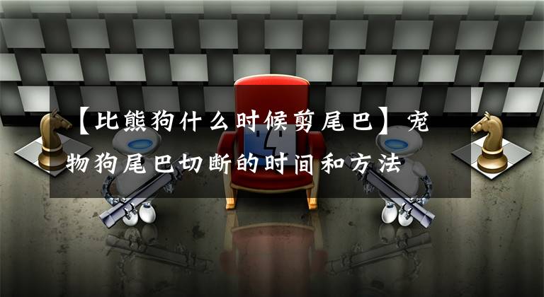 【比熊狗什么时候剪尾巴】宠物狗尾巴切断的时间和方法