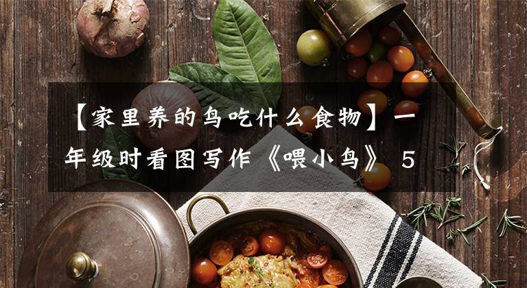 【家里养的鸟吃什么食物】一年级时看图写作《喂小鸟》 5