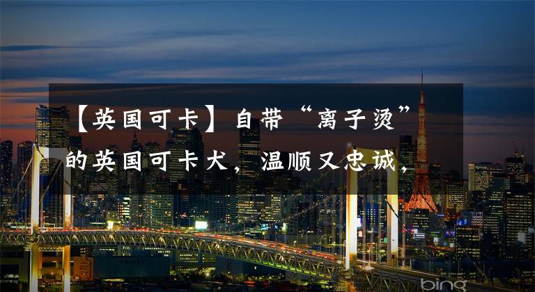 【英国可卡】自带“离子烫”的英国可卡犬，温顺又忠诚，是最好的伴侣和朋友