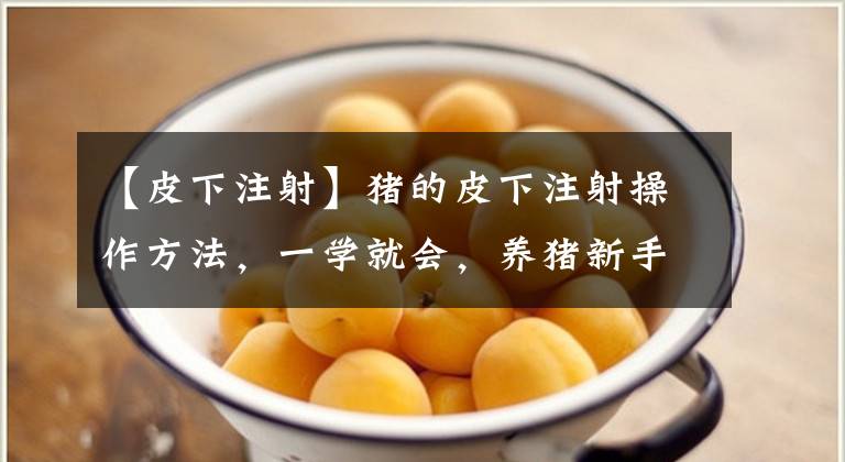 【皮下注射】猪的皮下注射操作方法,一学就会,养猪新手要掌握的技术!