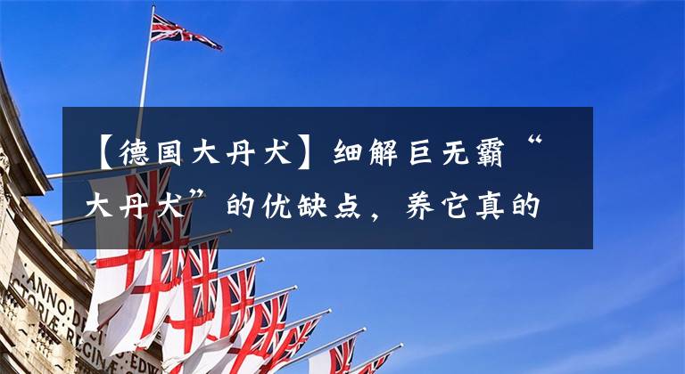 【德国大丹犬】细解巨无霸“大丹犬”的优缺点，养它真的好吗？