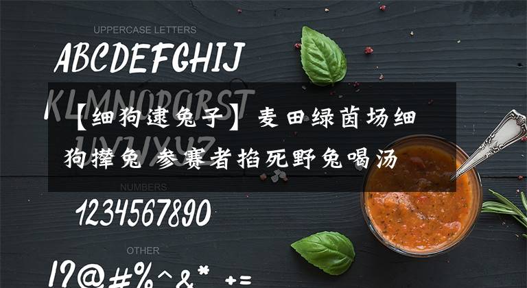 【细狗逮兔子】麦田绿茵场细狗撵兔 参赛者掐死野兔喝汤