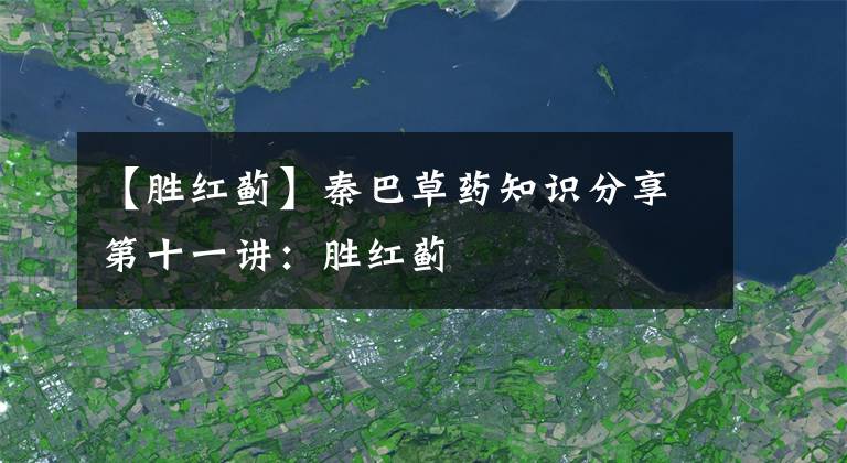 【胜红蓟】秦巴草药知识分享第十一讲：胜红蓟