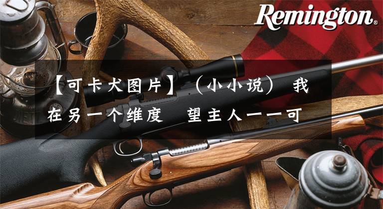 【可卡犬图片】(小小说) 我在另一个维度遙望主人一一可卡犬“逗逗”的自述