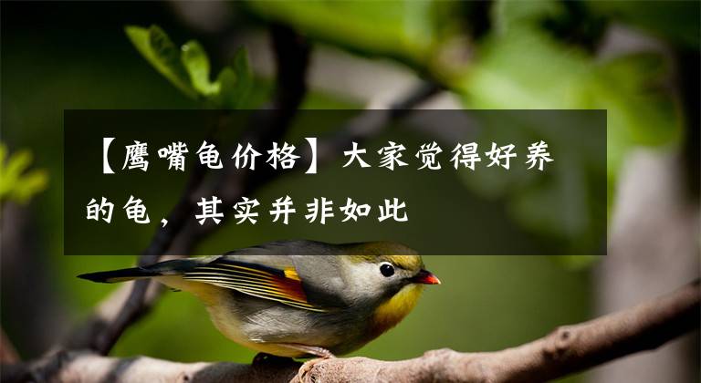 【鹰嘴龟价格】大家觉得好养的龟，其实并非如此