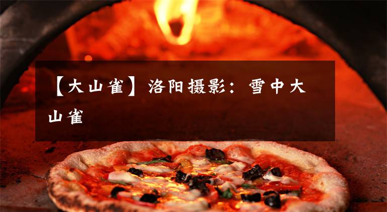 【大山雀】洛阳摄影：雪中大山雀