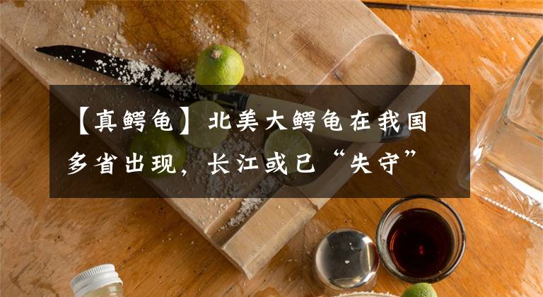 【真鳄龟】北美大鳄龟在我国多省出现，长江或已“失守”，会不会造成隐患？