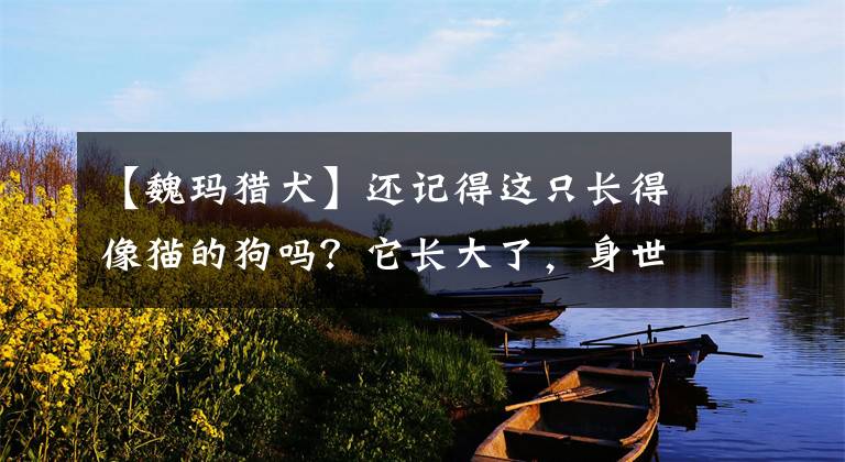 【魏玛猎犬】还记得这只长得像猫的狗吗？它长大了，身世之谜也被揭开了