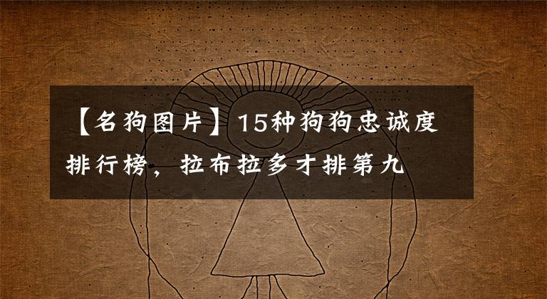 【名狗图片】15种狗狗忠诚度排行榜，拉布拉多才排第九