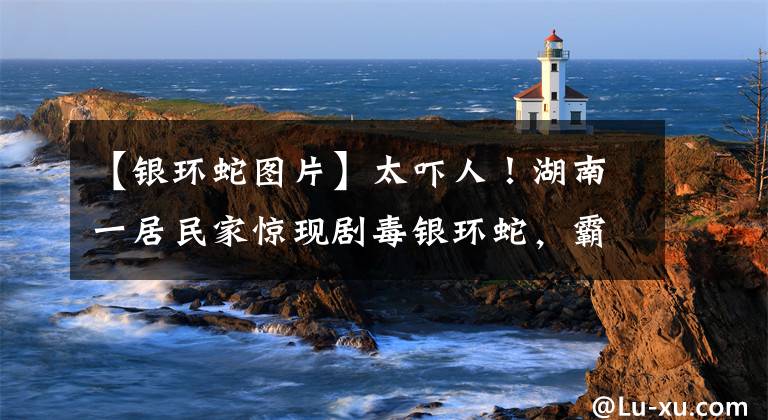 【银环蛇图片】太吓人!湖南一居民家惊现剧毒银环蛇,霸占饭厅迟迟不走……