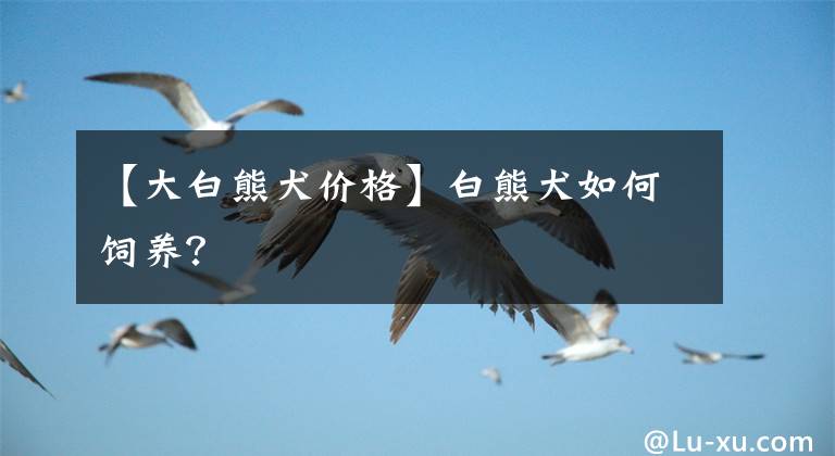 【大白熊犬价格】白熊犬如何饲养？