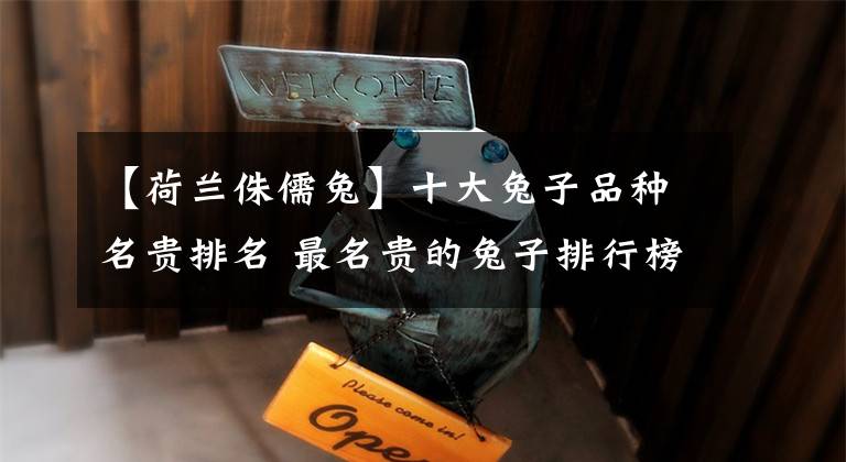 【荷兰侏儒兔】十大兔子品种名贵排名 最名贵的兔子排行榜