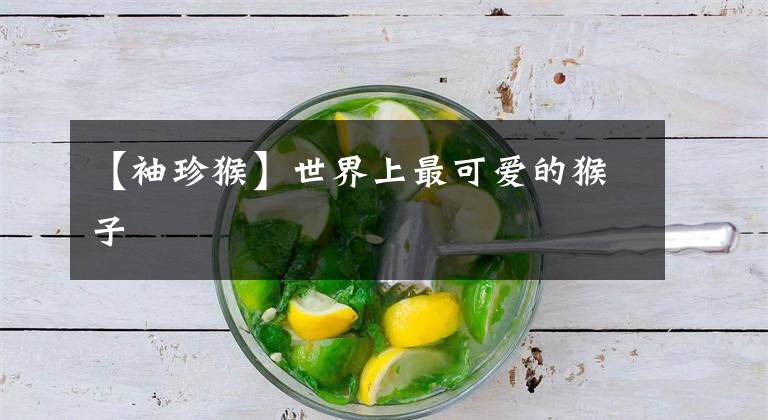 【袖珍猴】世界上最可爱的猴子