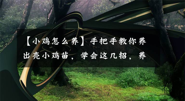 【小鸡怎么养】手把手教你养出壳小鸡苗,学会这几招,养鸡没问题